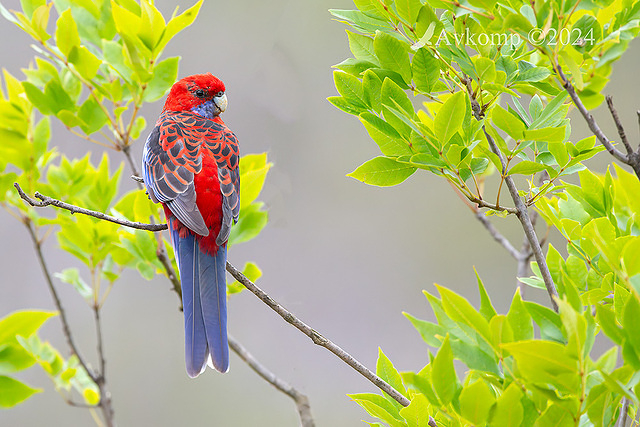 rosella 11078