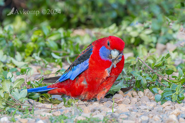 rosella 11183