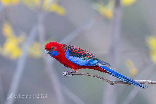 rosella 11227