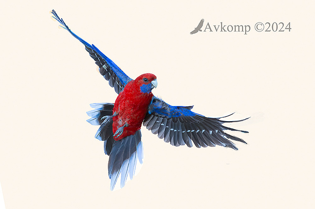 rosella 11851 cropped