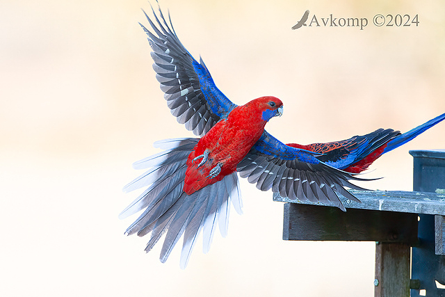 rosella 11852