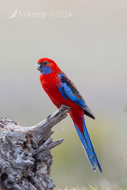 rosella 11992