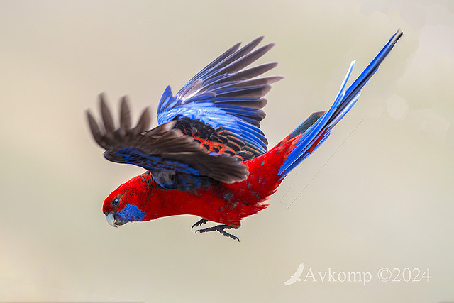 rosella 12048