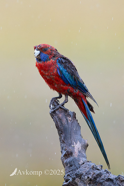rosella 12124