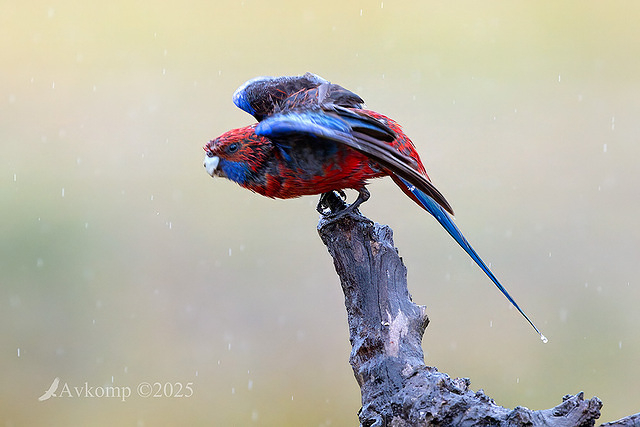 rosella 12126