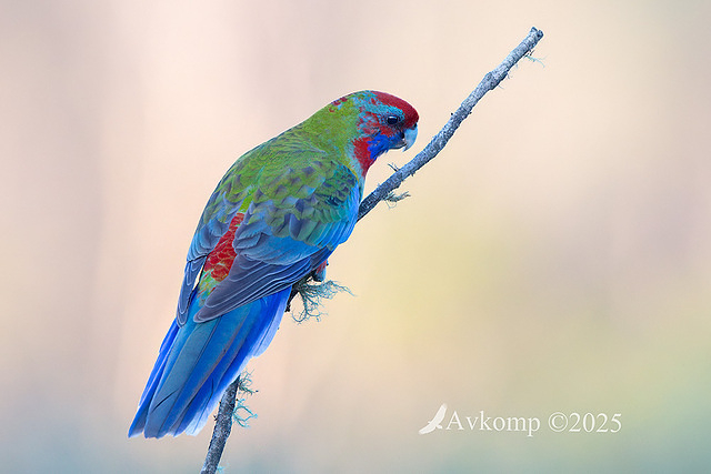 rosella 12731