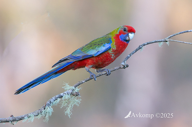 rosella 12732