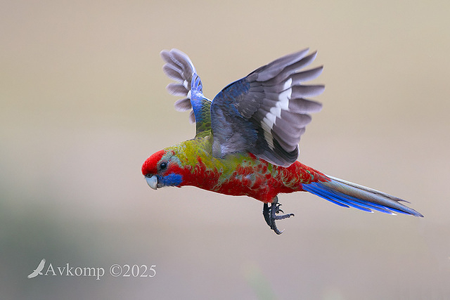 rosella 12758
