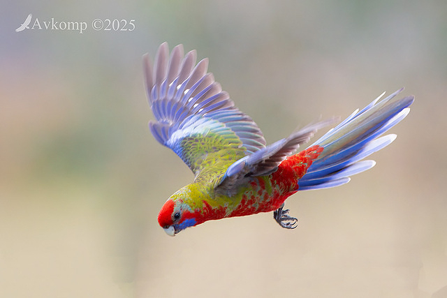 rosella 12769