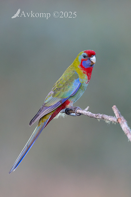 rosella 12784