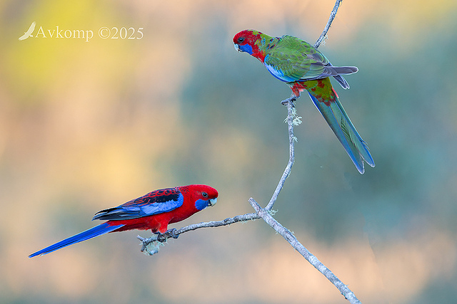 rosella 12819