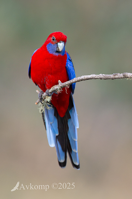 rosella 12847