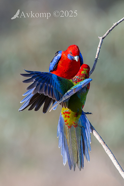rosella 12964