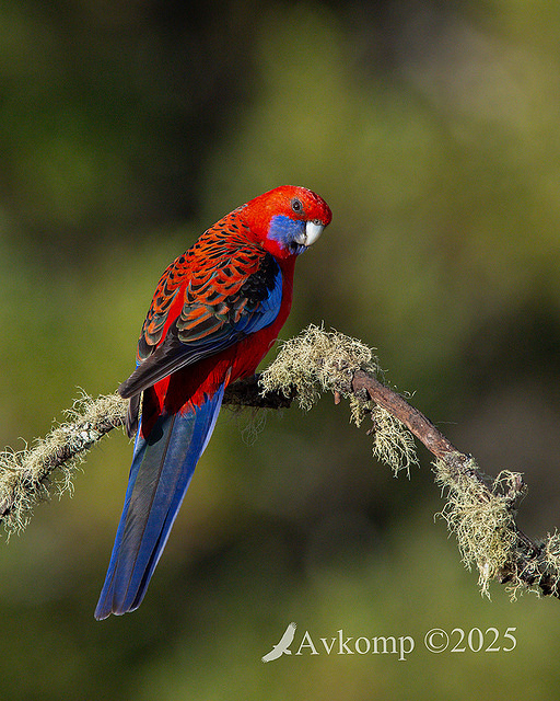 rosella 12988