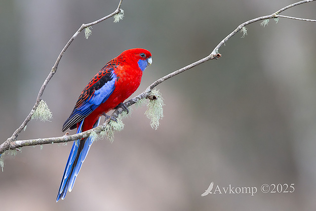 rosella 12997