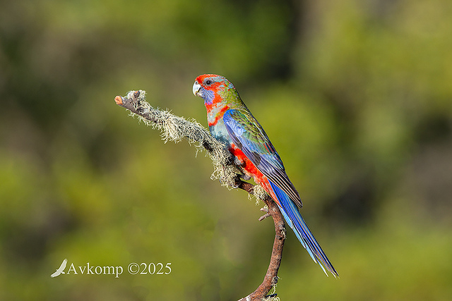 rosella 13216