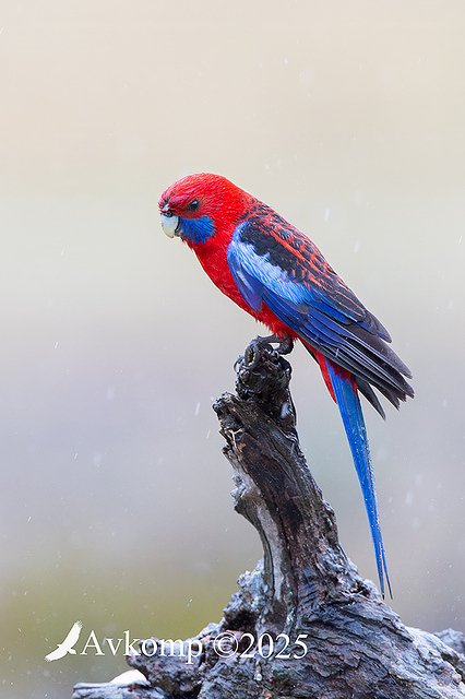 rosella 13320
