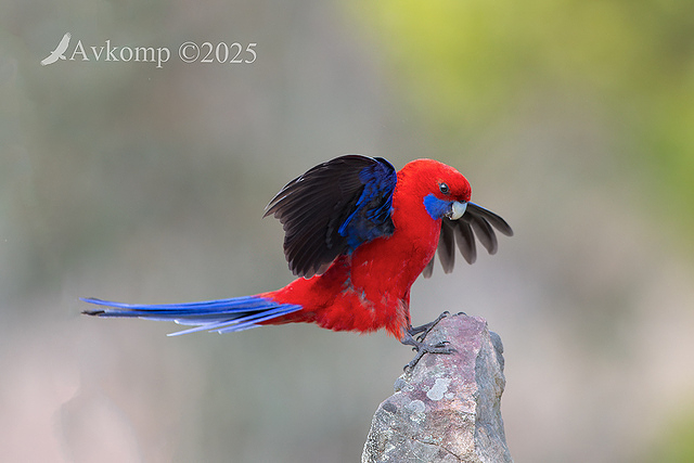 rosella 13334