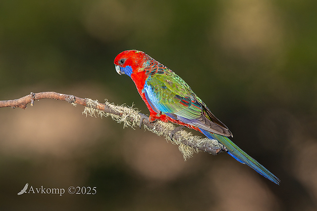 rosella 13350