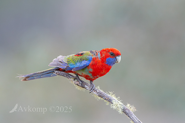 rosella 13413