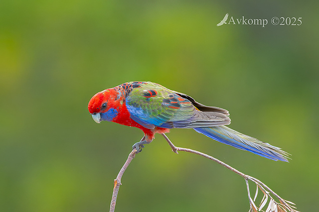 rosella 13445