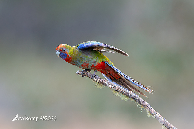 rosella 13447
