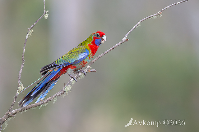 rosella 13802