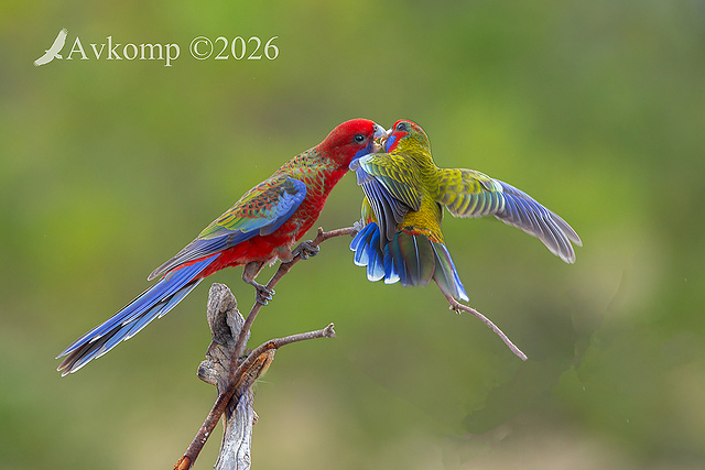 rosella 13896