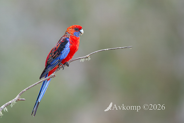 rosella 13919