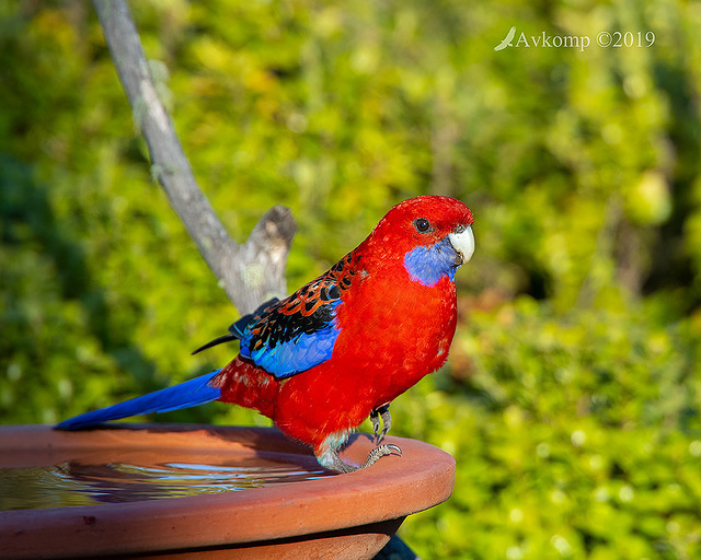 rosella 2058