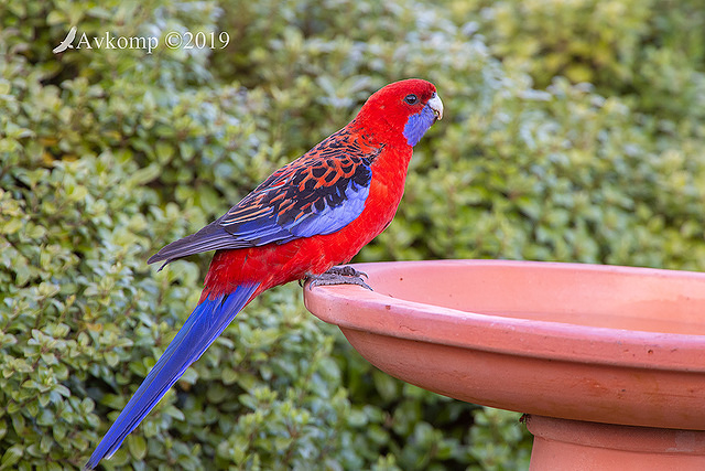 rosella 2068