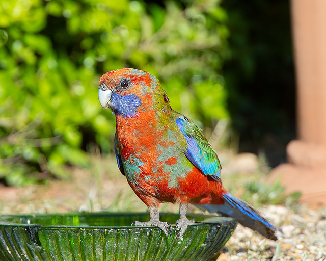 rosella 2336