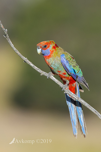 rosella 2377