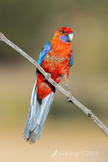 rosella 2390