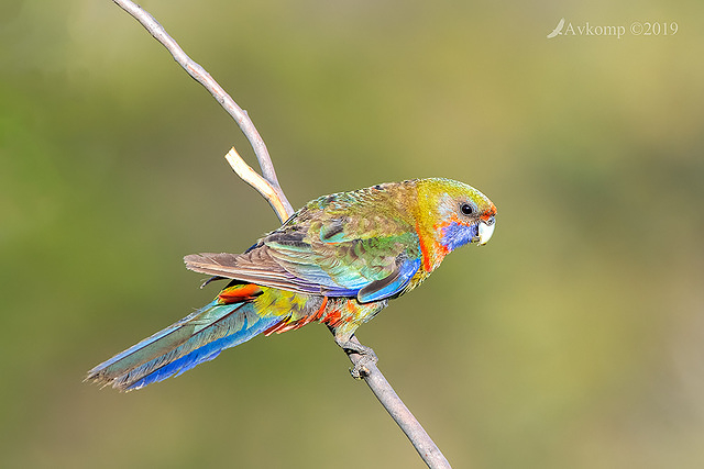 rosella 2542