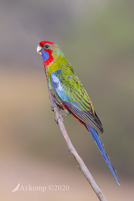 rosella 2701