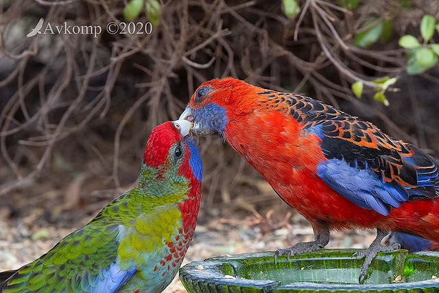 rosella 2722