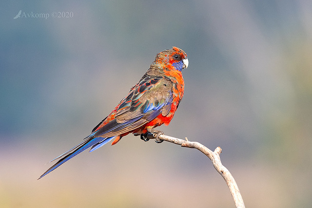 rosella 2724