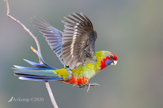 rosella 2741