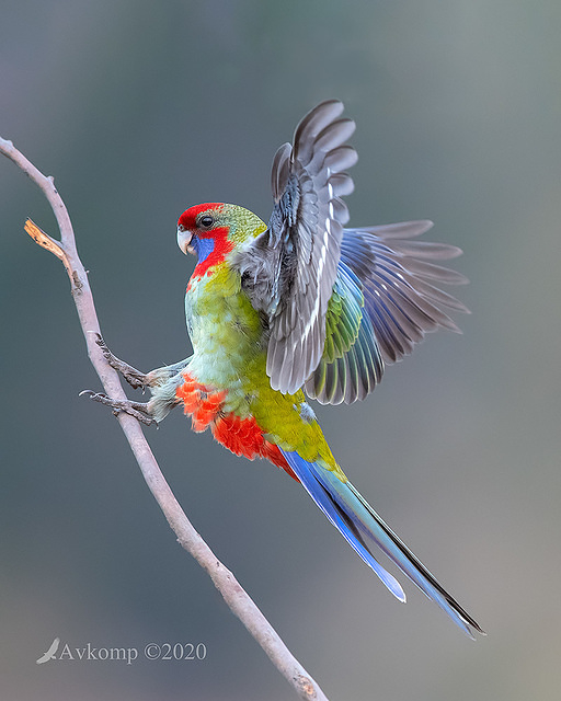 rosella 2743