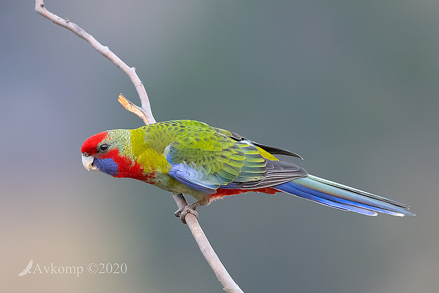 rosella 2744