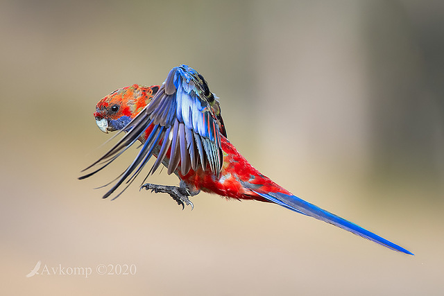 rosella 2775