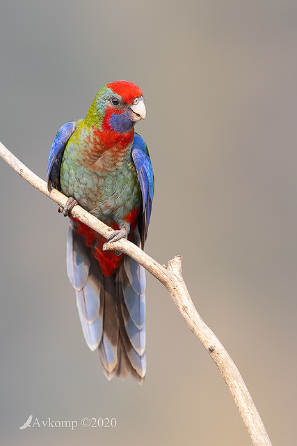 rosella 2861