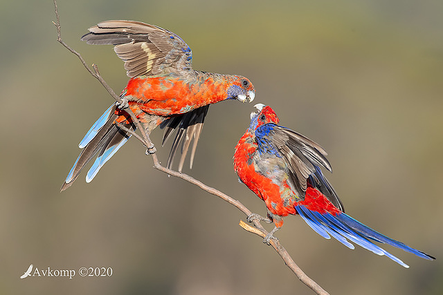 rosella 2882