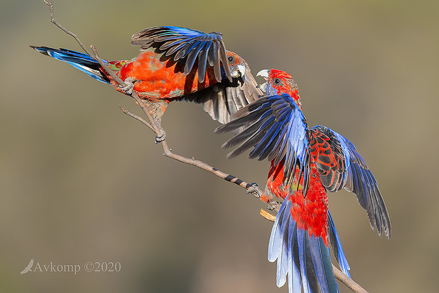 rosella 2888