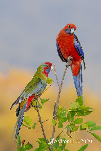 rosella 2893