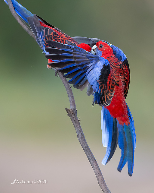 rosella 3175