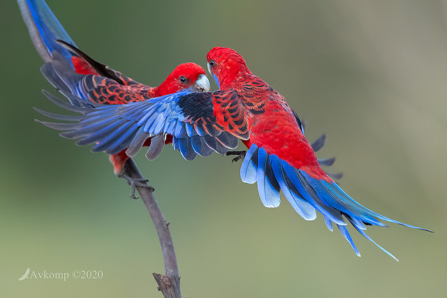 rosella 3177