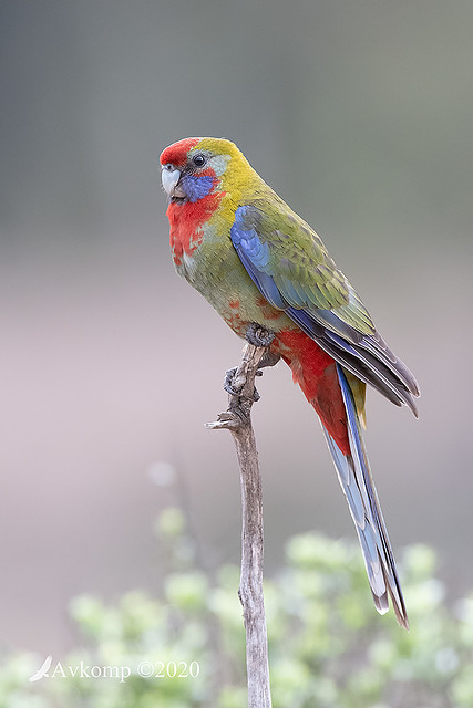 rosella 3194