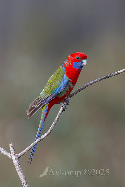 rosella 3942